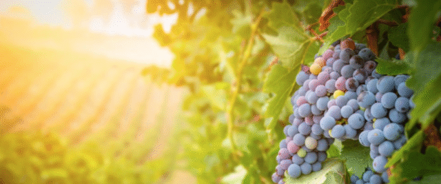 Vin naturel guide livre dans la jungle des vins naturels